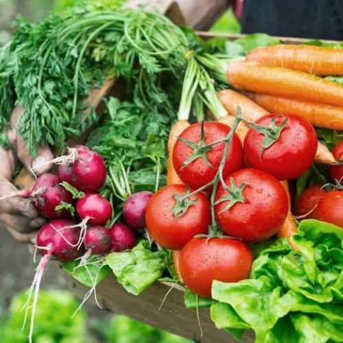 Cultivo de Hortaliças em Estufas: Vantagens e Desafios
