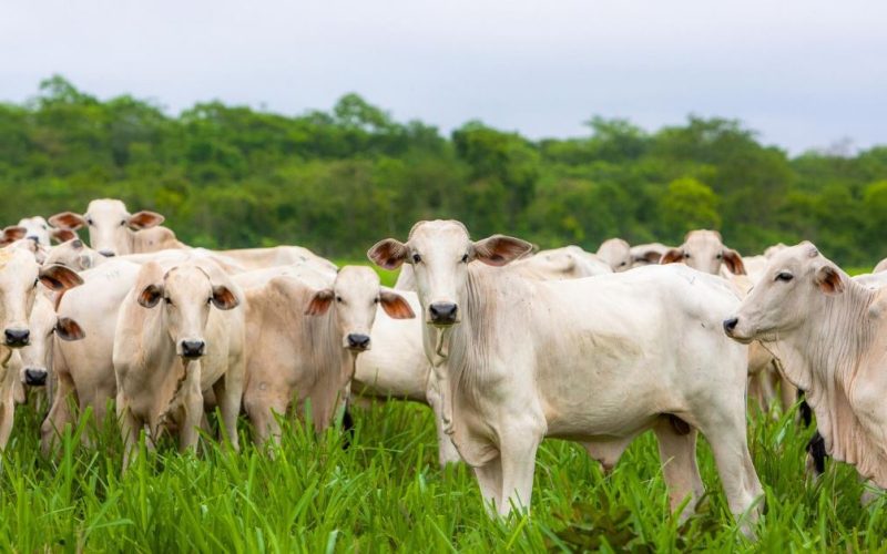 Nutrição Animal: A Importância de uma Dieta Balanceada